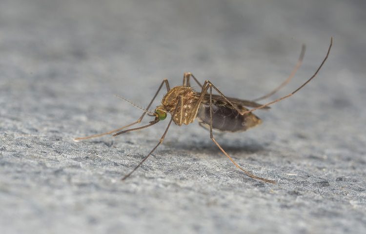 ΚΕΕΛΠΝΟ: Στους 27 οι νεκροί από τον ιό του Δυτικού Νείλου