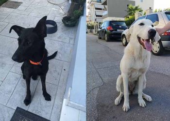 Αυτά τα κορίτσια ψάχνουν σπίτι για το χειμώνα