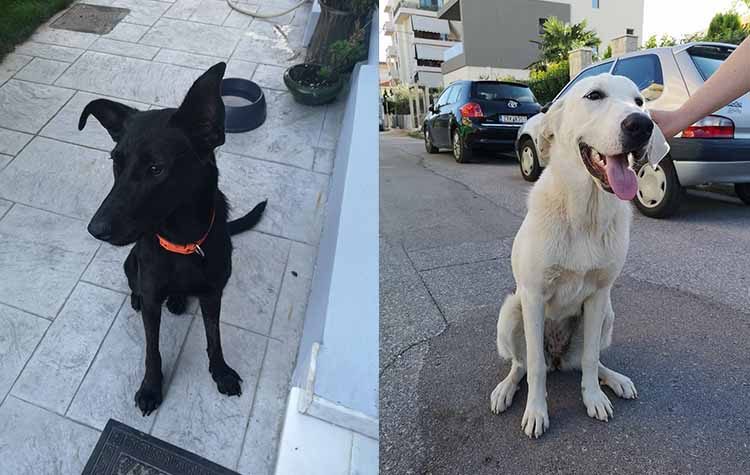 Αυτά τα κορίτσια ψάχνουν σπίτι για το χειμώνα