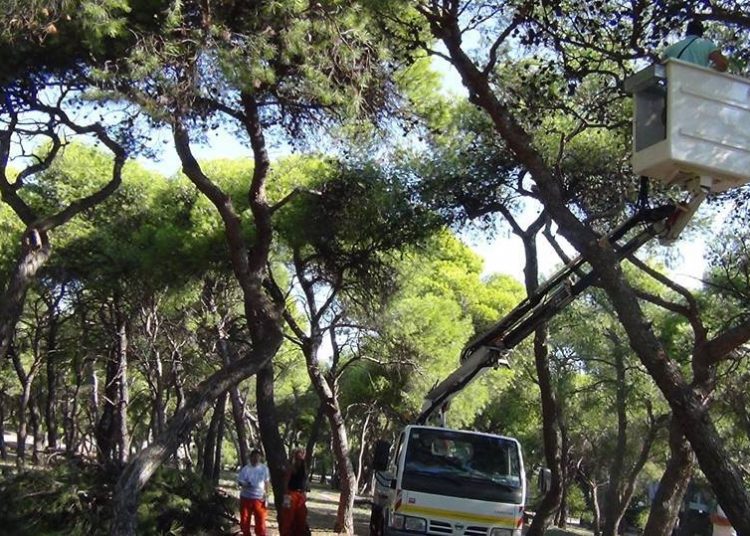 Ξεκίνησε ο καθαρισμός των πεύκων στα Δάση και τα Άλση του Δήμου
