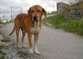 Παθαίνουν οι σκύλοι αλτσχάιμερ;