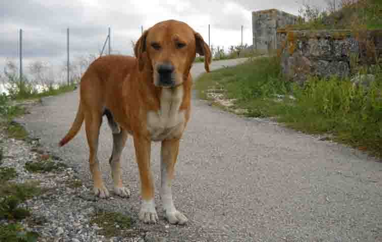 Παθαίνουν οι σκύλοι αλτσχάιμερ;