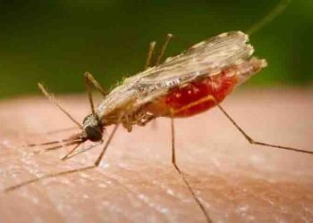 Δεύτερο κρούσμα του ιού του Δυτικού Νείλου στα Βριλήσσια