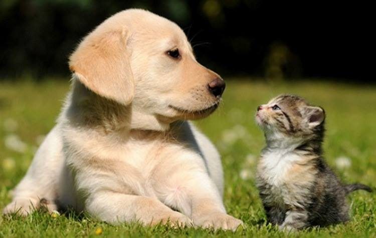 Kαμπανάκι του δήμου Χαλανδρίου για τα κατοικίδια: Οι υποχρεώσεις των ιδιοκτητών και τα πρόστιμα