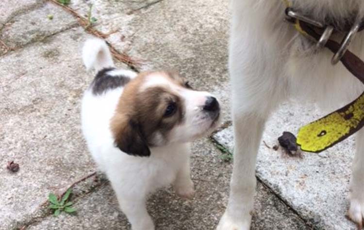 Αναζητείται στέγη,στοργή και φροντίδα…