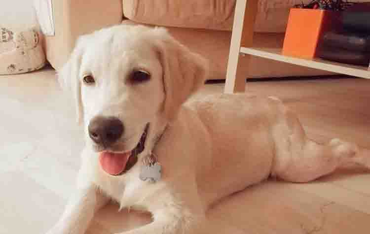 Λαμπραντοράκος ψάχνει θαλπωρή
