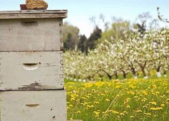Ενημέρωση για ετήσια δήλωση διαχείμασης κυψελών