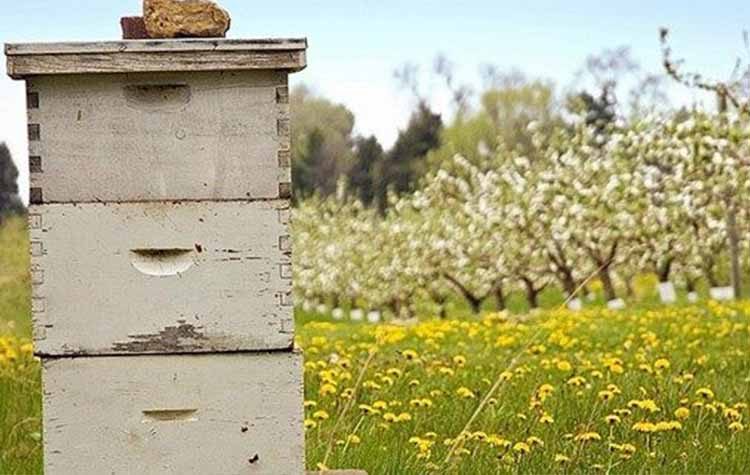 Ενημέρωση για ετήσια δήλωση διαχείμασης κυψελών