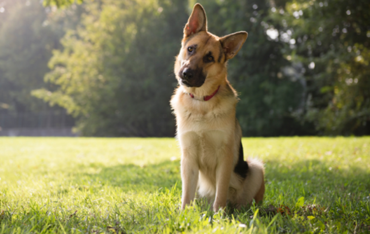 Εκδήλωση του Δήμου Αγίας Παρασκευής για την Παγκόσμια Ημέρα των Ζώων