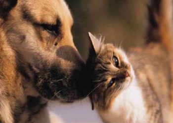 Μήνυμα Γιώργου Πατούλη για την Παγκόσμια Ημέρα των Ζώων