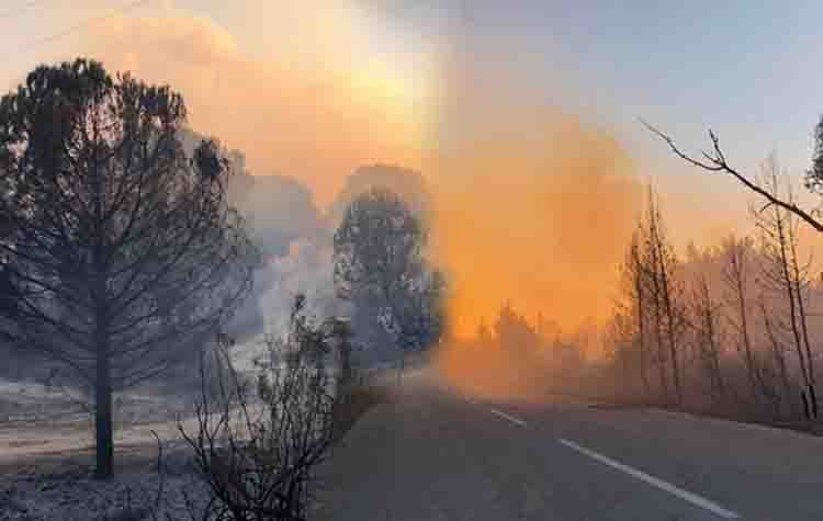 Χαλκιδική: Σε ύφεση το πύρινο μέτωπο στη Σιθωνία