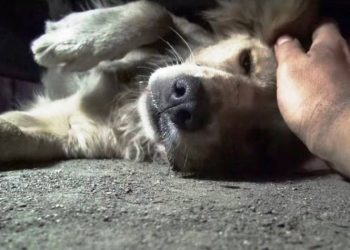 Συζητήσεις ευαισθητοποίησης μετά μουσικής για τα αδέσποτα στην Αγία Παρασκευή