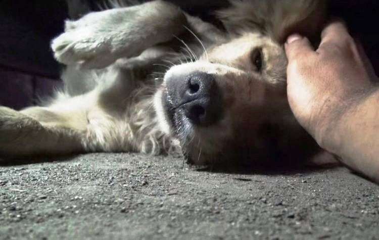 Συζητήσεις ευαισθητοποίησης μετά μουσικής για τα αδέσποτα στην Αγία Παρασκευή