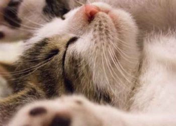 Ο Γεράσιμος Σκιαδαρέσης καλεί τους ζωόφιλους στη Μέρα Υιοθεσίας Γάτας