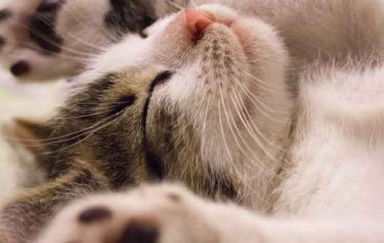 Ο Γεράσιμος Σκιαδαρέσης καλεί τους ζωόφιλους στη Μέρα Υιοθεσίας Γάτας