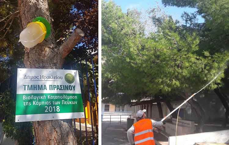 Με παγίδες και ψεκασμούς συνεχίζονται τα μέτρα για την αντιμετώπιση της κάμπιας των πεύκων