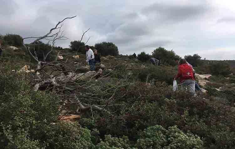 Αναδάσωση του Πεντελικού με βελανιδιές από τον ΣΠΑΠ