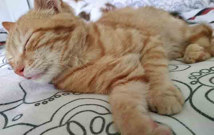 O Xάρης ψάχνει ζεστή αγκαλίτσα!