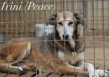 Ένα σπίτι για την Ειρήνη