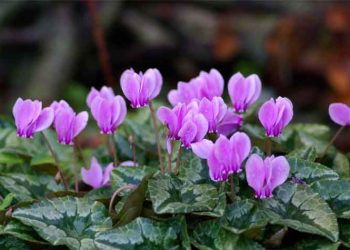Αν τα κυκλάμινα μιλούσαν, θα μας έλεγαν..