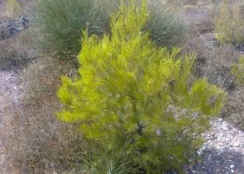 Το «ευχαριστώ» του Προέδρου του ΣΠΑΤ στον Βλάσση Σιώμο