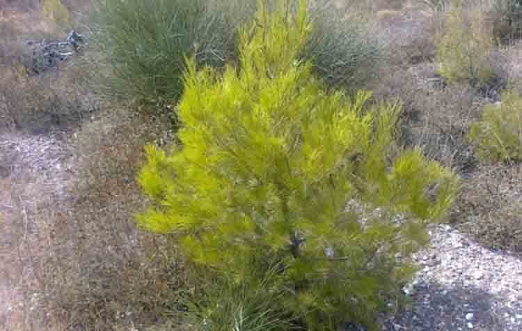 Το «ευχαριστώ» του Προέδρου του ΣΠΑΤ στον Βλάσση Σιώμο