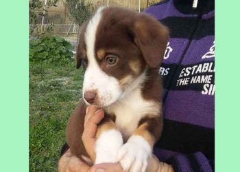 Eπειγόντως σπίτι για τον Μπρούνο