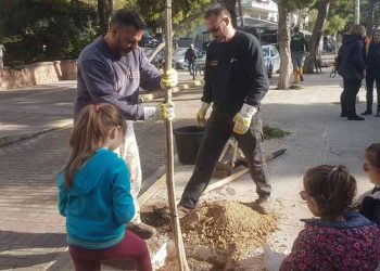 Δεκάδες δεντράκια στους πεζοδρόμους και τους κοινόχρηστους χώρους του κέντρου