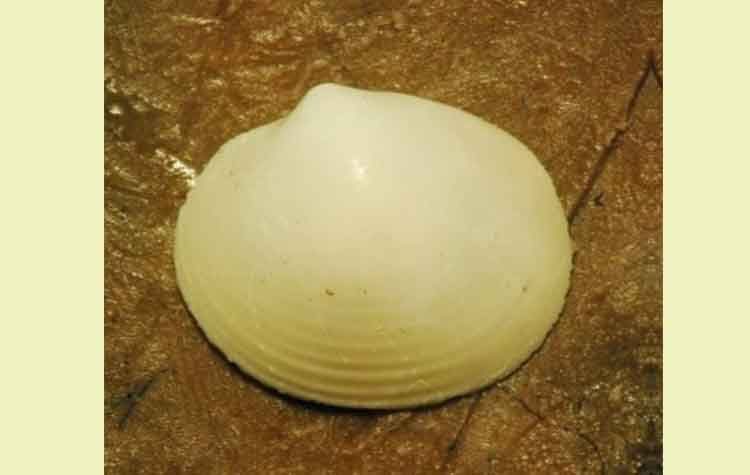 Το Τμήμα Παλαιοντολογίας του Μουσείου Γουλανδρή συμμετείχε σε μια σπουδαία ανακάλυψη