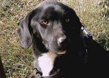 O Έκτορας ζητά γονείς