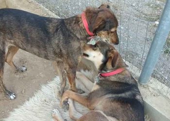 Ανοίξτε ένα σπίτι για δύο κορίτσια