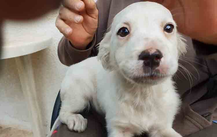 Η Λευκή ψάχνει οικογένεια