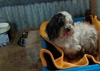 Βοήθεια για τη Λούση