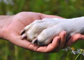 Περίθαλψη έκτακτων περιστατικών από την Επιτροπή Ζωοφιλίας του Δήμου Κηφισιάς