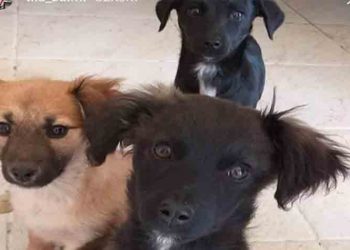 Δύο μικρόσωμα κουκλάκια ζητούν αγάπη