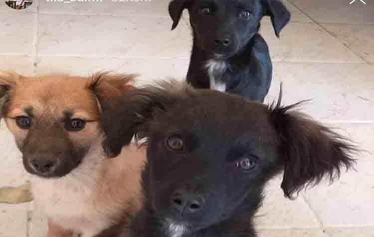 Δύο μικρόσωμα κουκλάκια ζητούν αγάπη