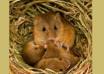 «Τα σπίτια των ζώων» στο Μουσείο Γουλανδρή