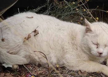 O Σνόου χρειάζεται ζεστό σπίτι