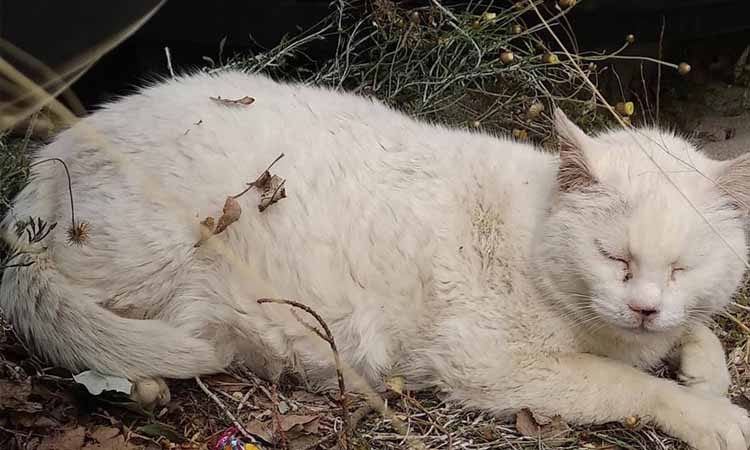 O Σνόου χρειάζεται ζεστό σπίτι