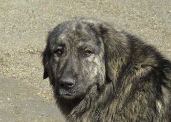 Ποιος έχει μεγάλο χώρο για μια κούκλα;