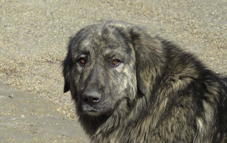 Ποιος έχει μεγάλο χώρο για μια κούκλα;