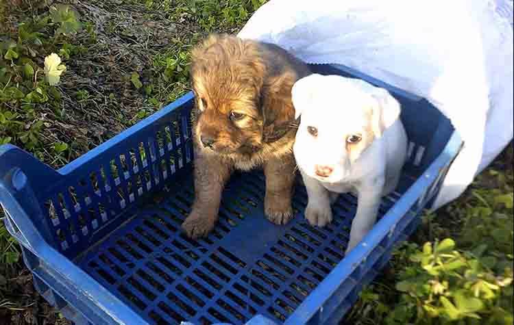 Η Ήρα και ο Φούντας αναζητούν οικογένεια