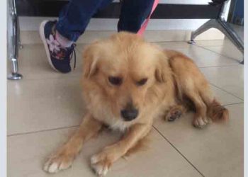 Κοκονάκι μικρούλι ζητά σπίτι