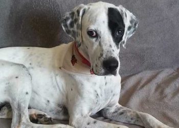 Ο Ρόκυ ψάχνει γονείς επειγόντως