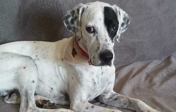 Ο Ρόκυ ψάχνει γονείς επειγόντως