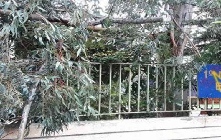 Λιγότερες πτώσεις δέντρων στα Βριλήσσια από κάθε άλλη φορά