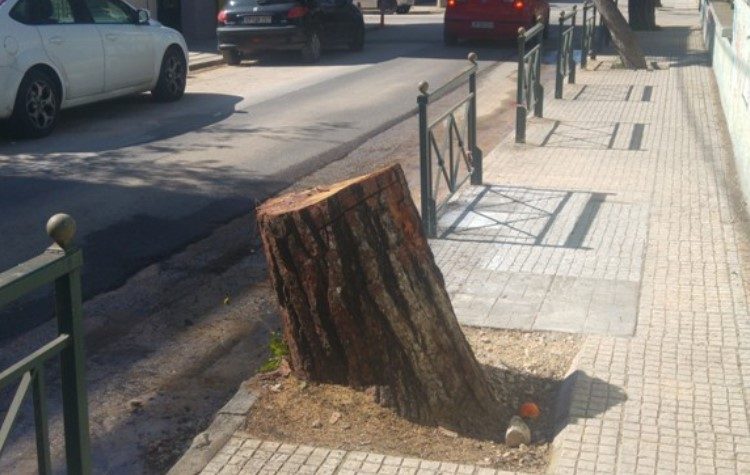 Αντιδράσεις για κοπή πεύκων έξω από σχολείο - Η απάντηση του Δήμου