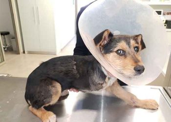 Το γλυκό τριποδάκι αναζητά σπίτι