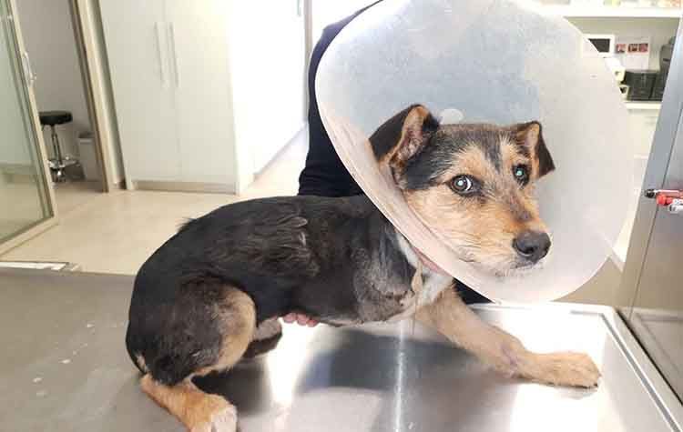 Το γλυκό τριποδάκι αναζητά σπίτι