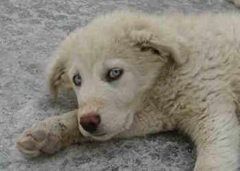 Αυτός ο γαλανομάτης ψάχνει σπίτι